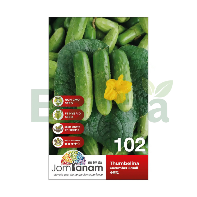 102 CUCUMBER SMALL